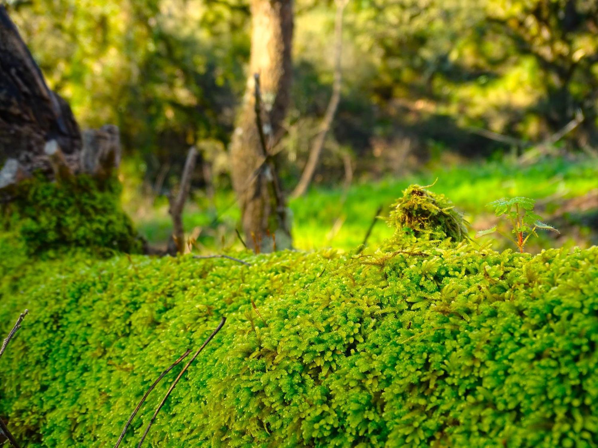 Herdade Vale De Gaios By Stay In Alentejo Sao Luis Luaran gambar